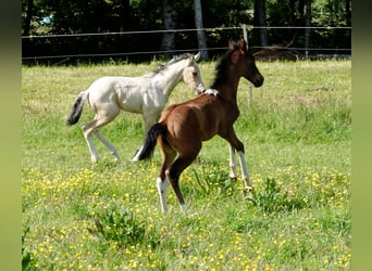 Mangalarga, Giumenta, 2 Anni, 155 cm, Baio