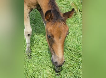 Mangalarga, Giumenta, 2 Anni, 155 cm, Baio