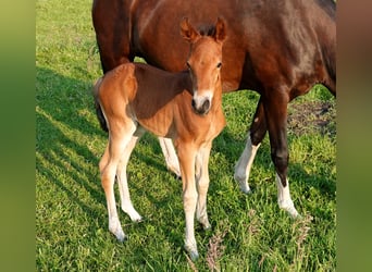 Mangalarga, Giumenta, 2 Anni, 155 cm, Baio