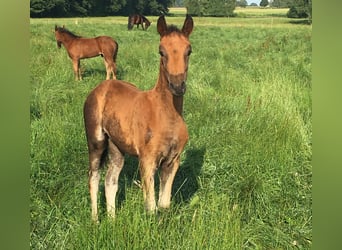 Mangalarga, Giumenta, 2 Anni, 155 cm, Baio