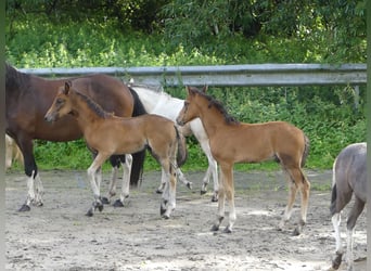 Mangalarga, Giumenta, 2 Anni, 155 cm, Baio