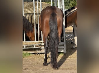 Mangalarga, Giumenta, 3 Anni, 153 cm, Baio
