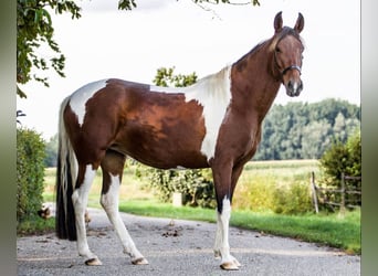 Mangalarga, Giumenta, 4 Anni, 147 cm, Baio