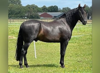 Mangalarga, Giumenta, 4 Anni, 147 cm, Baio