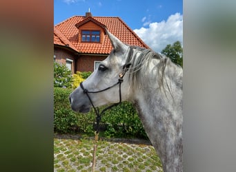 Mangalarga, Giumenta, 7 Anni, 146 cm, Grigio pezzato