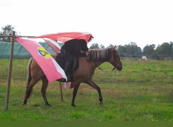 Mangalarga, Giumenta, 7 Anni, 150 cm, Falbo