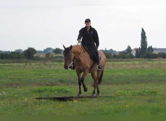 Mangalarga, Giumenta, 7 Anni, 150 cm, Falbo