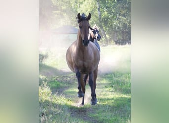 Mangalarga, Giumenta, 7 Anni, 150 cm, Falbo