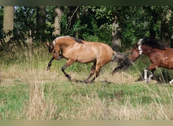 Mangalarga, Giumenta, 7 Anni, 150 cm, Falbo