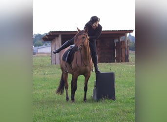 Mangalarga, Giumenta, 7 Anni, 150 cm, Falbo