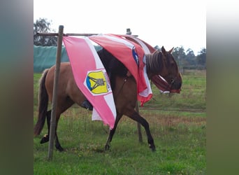 Mangalarga, Giumenta, 7 Anni, 150 cm, Falbo