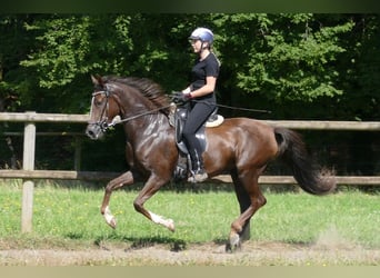 Mangalarga, Giumenta, 7 Anni, 152 cm, Sauro scuro