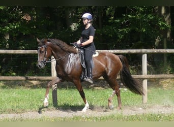 Mangalarga, Giumenta, 7 Anni, 152 cm, Sauro scuro