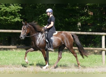 Mangalarga, Giumenta, 7 Anni, 152 cm, Sauro scuro