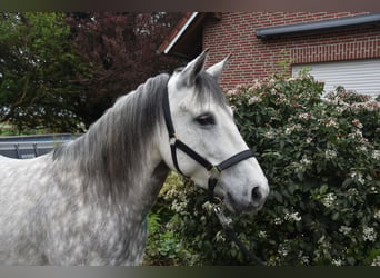 Mangalarga, Giumenta, 8 Anni, 146 cm, Grigio