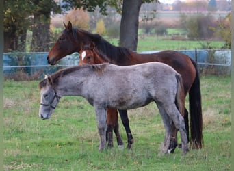 Mangalarga, Giumenta, Puledri (03/2025), 153 cm, Grigio rossastro
