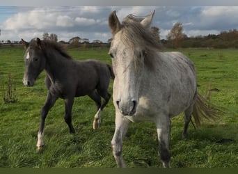Mangalarga Marchador, Caballo castrado, 1 año, 155 cm, Tordillo negro