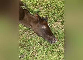 Mangalarga Marchador, Caballo castrado, 1 año, 155 cm, Tordillo negro