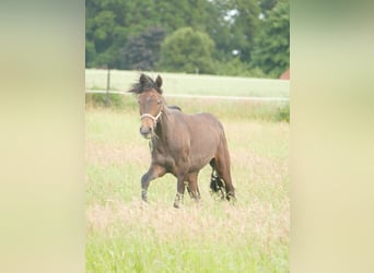 Mangalarga Marchador, Caballo castrado, 1 año, 155 cm, Tordillo negro