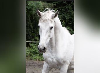 Mangalarga Marchador, Caballo castrado, 20 años, 157 cm, Tordo