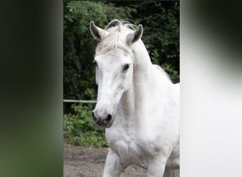 Mangalarga Marchador, Caballo castrado, 21 años, 157 cm, Tordo