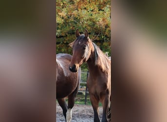 Mangalarga Marchador, Caballo castrado, 2 años, 152 cm, Pío