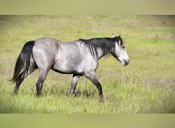 Mangalarga Marchador, Caballo castrado, 5 años, 157 cm, Tordo rodado
