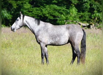 Mangalarga Marchador, Caballo castrado, 5 años, 157 cm, Tordo rodado