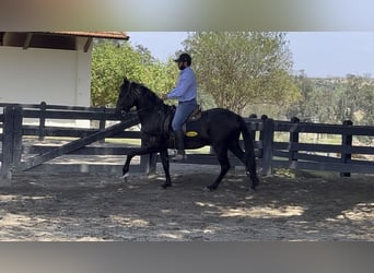 Mangalarga Marchador, Caballo castrado, 6 años, 152 cm, Negro