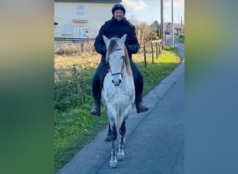 Mangalarga Marchador, Caballo castrado, 8 años, 154 cm, Tordo rodado