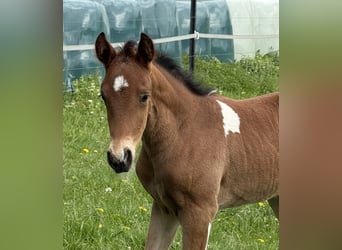 Mangalarga Marchador, Étalon, 1 Année, 150 cm, Pinto