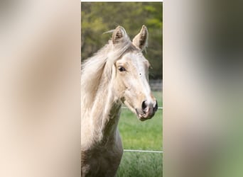 Mangalarga Marchador, Étalon, 1 Année, 152 cm, Palomino