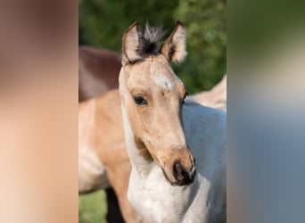 Mangalarga Marchador, Étalon, 1 Année, Pinto