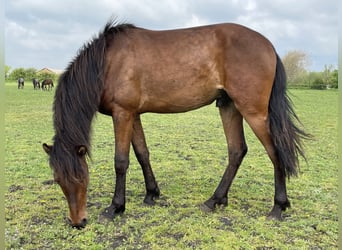 Mangalarga Marchador, Étalon, 2 Ans, 149 cm, Isabelle