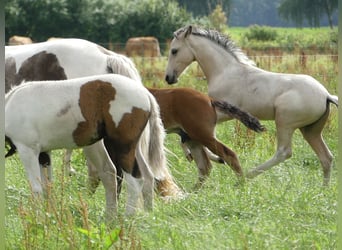 Mangalarga Marchador, Étalon, 2 Ans, 155 cm, Pinto