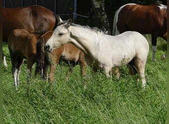 Mangalarga Marchador, Étalon, 2 Ans, 155 cm, Pinto