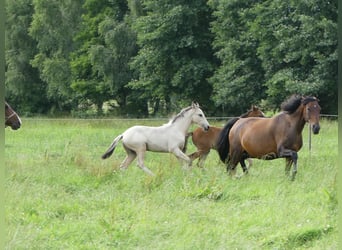 Mangalarga Marchador, Étalon, 2 Ans, 155 cm, Pinto