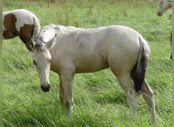 Mangalarga Marchador, Étalon, 2 Ans, 155 cm, Pinto