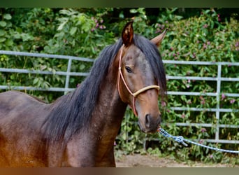 Mangalarga Marchador Croisé, Étalon, 3 Ans, Bai