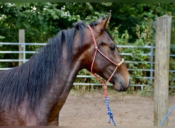 Mangalarga Marchador Croisé, Étalon, 3 Ans, Bai