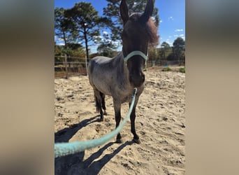Mangalarga Marchador, Étalon, 4 Ans, 152 cm, Rouan Bleu