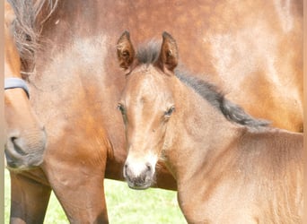 Mangalarga Marchador, Étalon, Poulain (05/2025), 153 cm, Bai brun