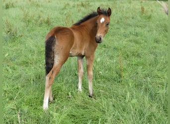 Mangalarga Marchador, Étalon, Poulain (05/2023), 156 cm, Bai