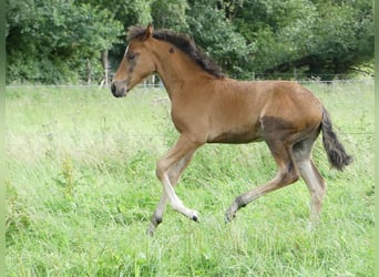Mangalarga Marchador, Étalon, Poulain (05/2023), 156 cm, Bai