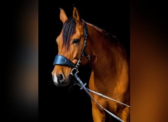 Mangalarga Marchador, Gelding, 10 years, 15.1 hh, Brown