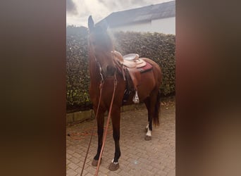 Mangalarga Marchador, Gelding, 10 years, 15.1 hh, Brown