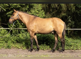 Mangalarga Marchador, Gelding, 15 years, 15.1 hh, Dun