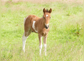 Mangalarga Marchador, Gelding, 1 year, 14.2 hh, Pinto