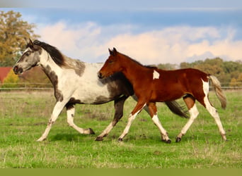 Mangalarga Marchador, Gelding, 1 year, 14.2 hh, Pinto