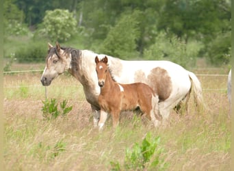 Mangalarga Marchador, Gelding, 1 year, 14.2 hh, Pinto